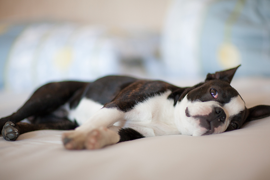 Бостон-терьер Терри.