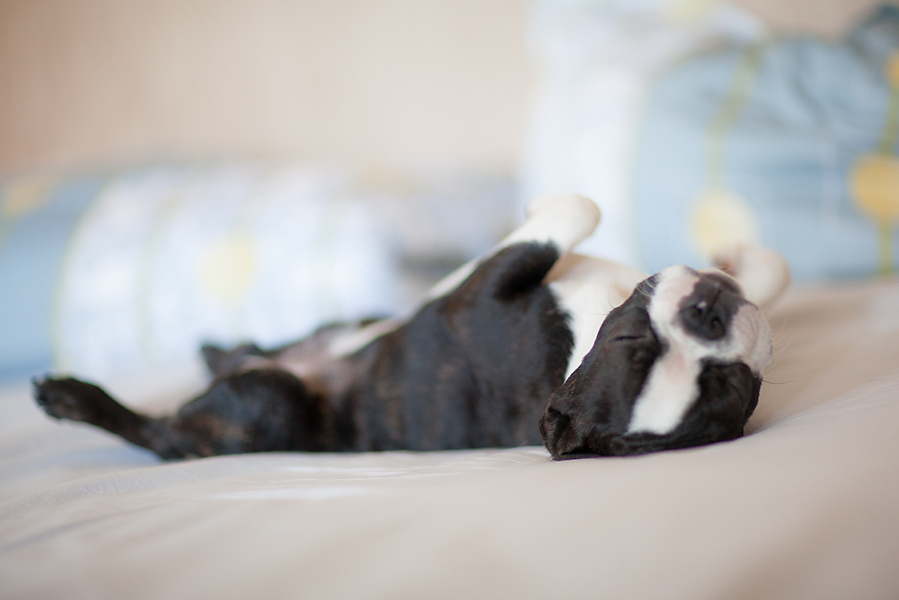 Бостон-терьер Терри.