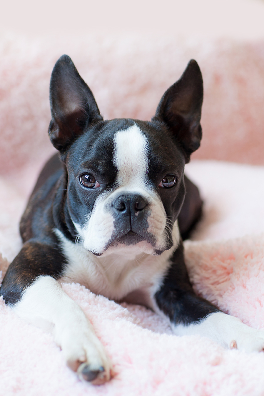 Бостон-терьер Терри.