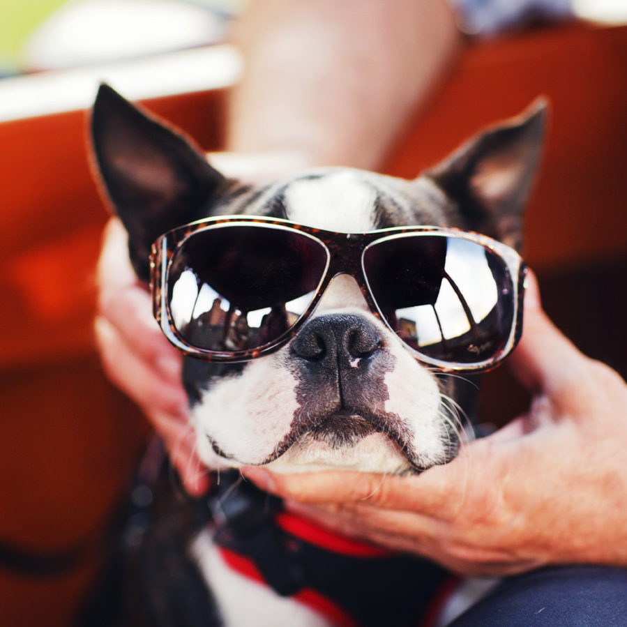 Бостон-терьер Терри.