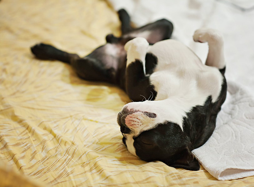 Бостон-терьер Терри.