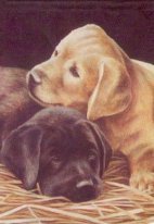 Labrador's puppies. Разное о собаках