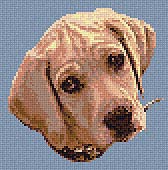 morda. Разное о собаках