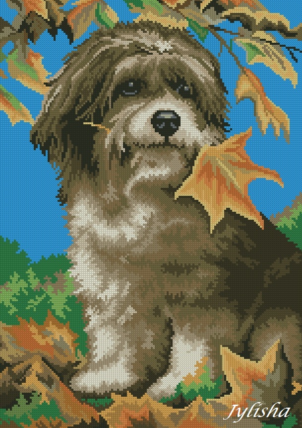 Осенний песик. Разное о собаках