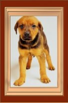 gorbi27. Разное о собаках