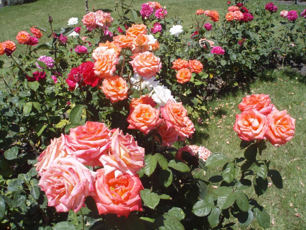 Мои Масятки)