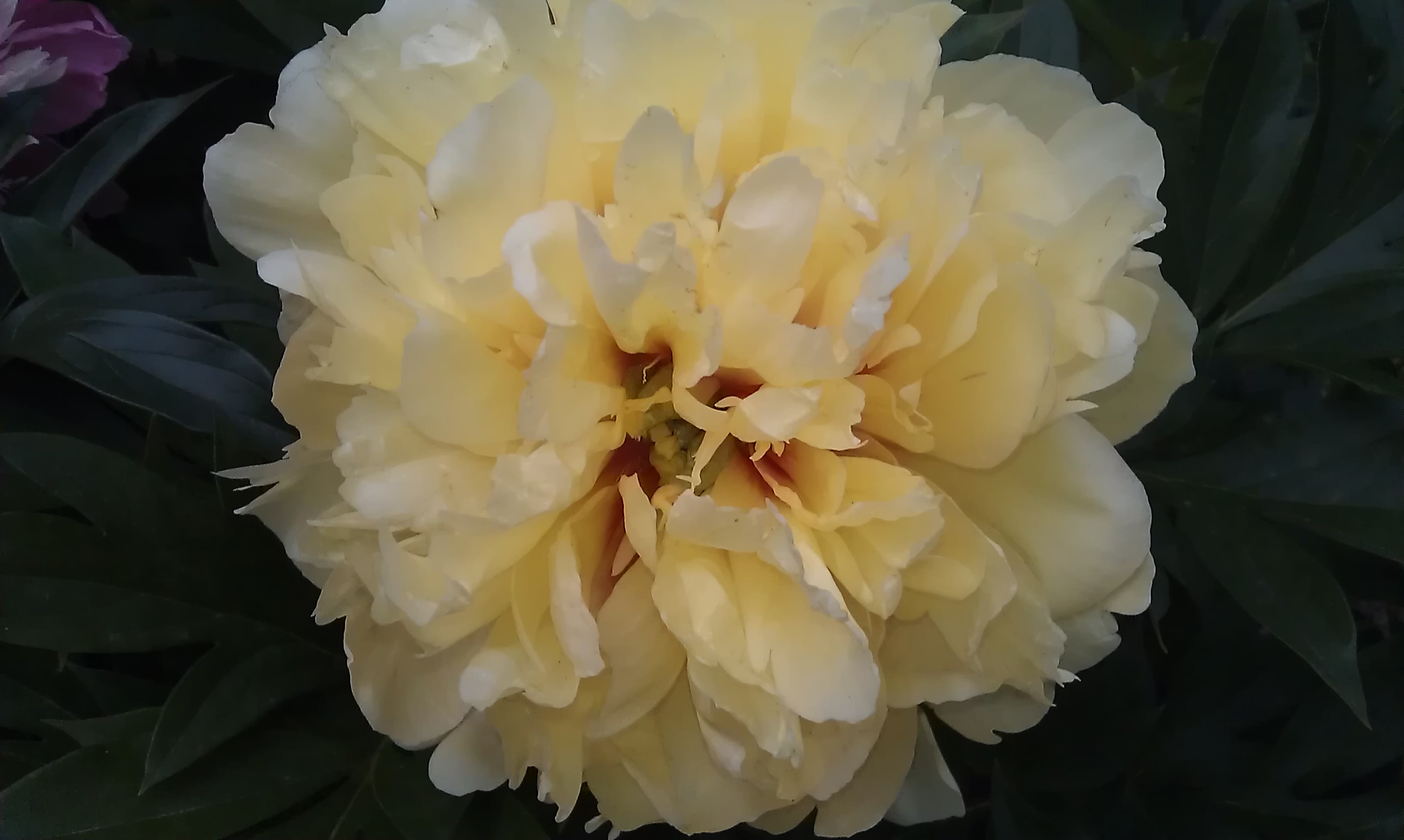 Гибридный пион. Красота