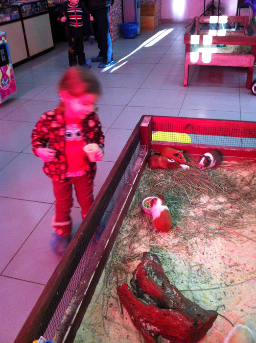 Морские свинки. Мини-зоопарк