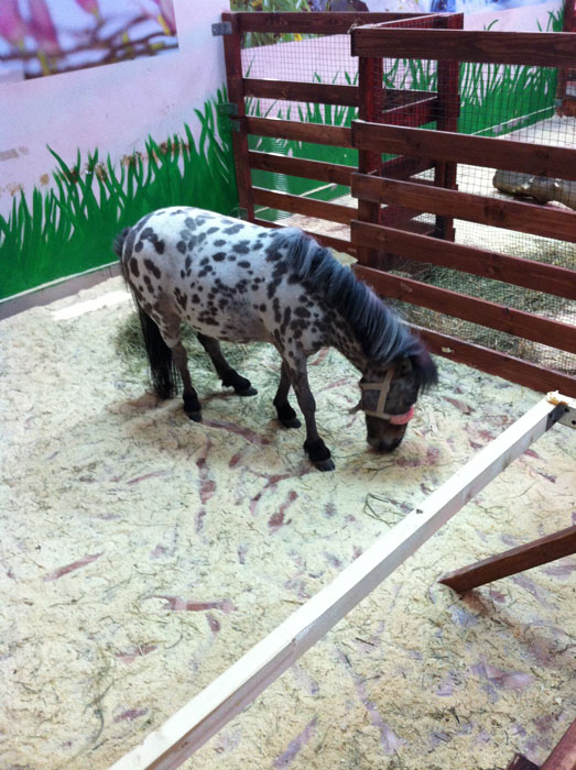 Мини-лошадка Мальвина. Мини-зоопарк