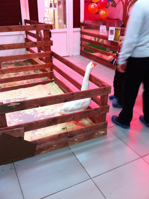 Гусь. Мини-зоопарк