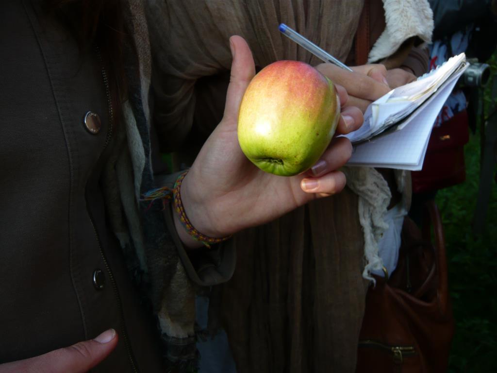 Память Сикоры. Экскурсия по сортовым яблоням в Ботсаду МГУ (18 сентября 2014г)