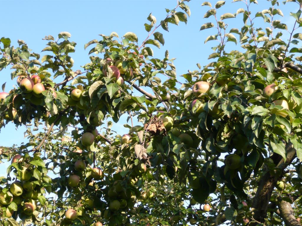 Память Сикоры. Экскурсия по сортовым яблоням в Ботсаду МГУ (18 сентября 2014г)