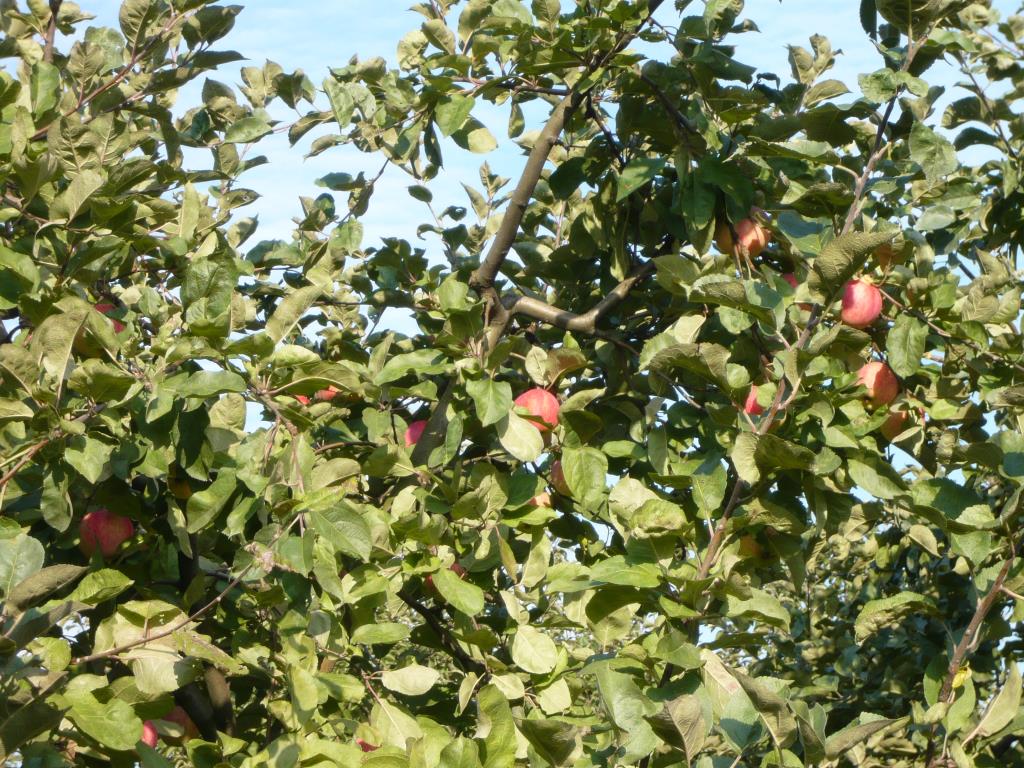 Штрейфлинг . Экскурсия по сортовым яблоням в Ботсаду МГУ (18 сентября 2014г)