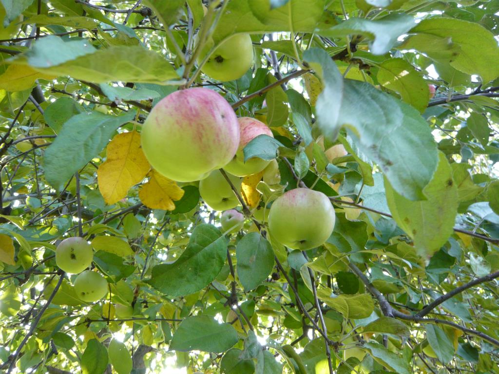 Память Мичурина. Экскурсия по сортовым яблоням в Ботсаду МГУ (18 сентября 2014г)