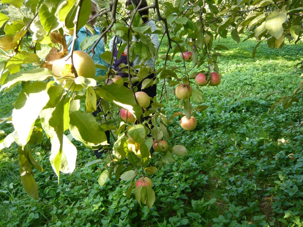 Юный натуралист. Экскурсия по сортовым яблоням в Ботсаду МГУ (18 сентября 2014г)