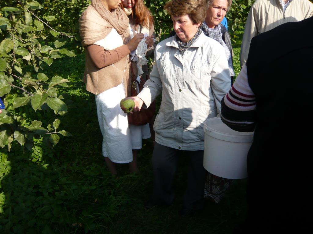 Синап орловский. Экскурсия по сортовым яблоням в Ботсаду МГУ (18 сентября 2014г)