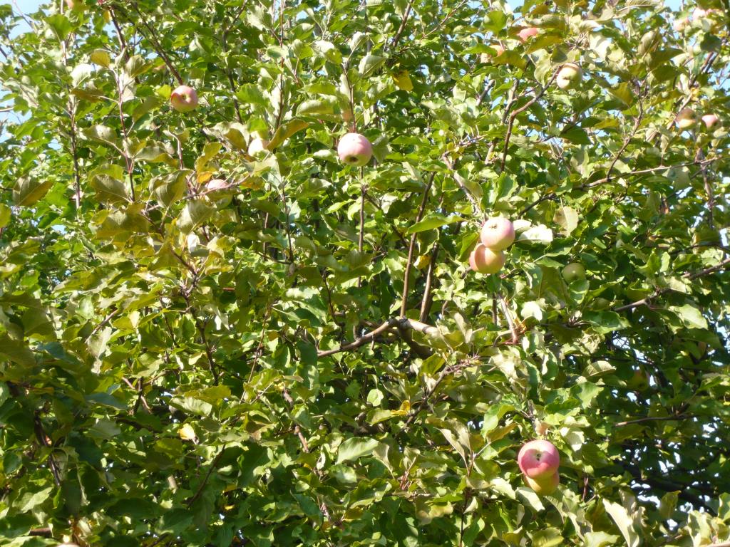 Студенческое. Экскурсия по сортовым яблоням в Ботсаду МГУ (18 сентября 2014г)