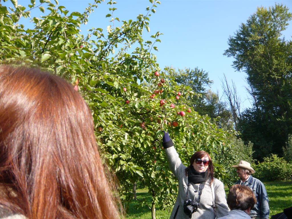 Октябренок. Экскурсия по сортовым яблоням в Ботсаду МГУ (18 сентября 2014г)
