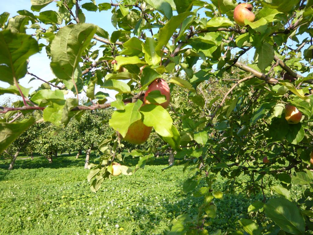Зимний шафран яблоня описание фото