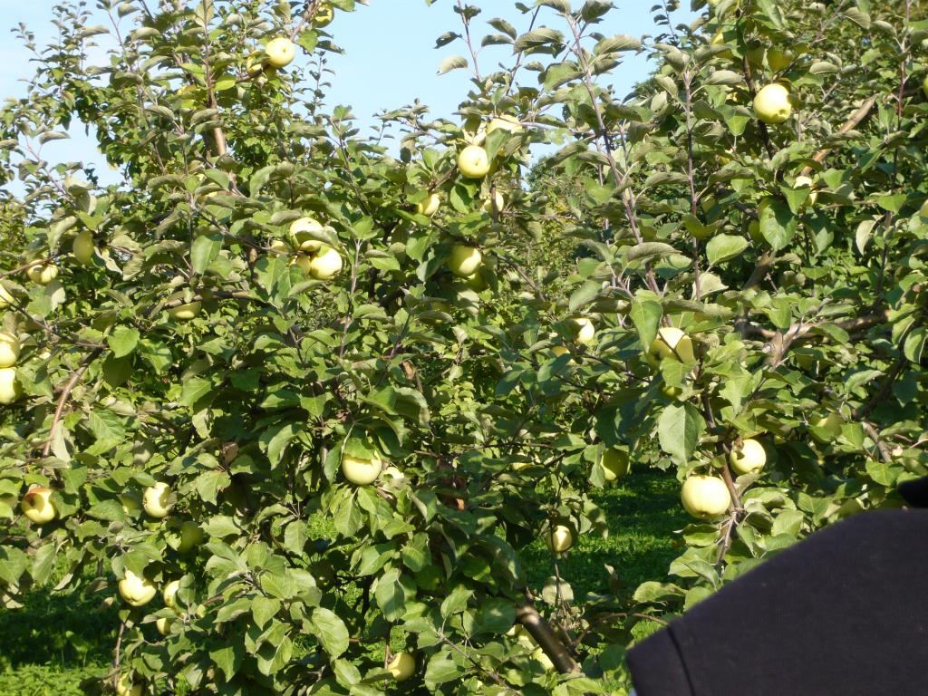 Славянка. Экскурсия по сортовым яблоням в Ботсаду МГУ (18 сентября 2014г)