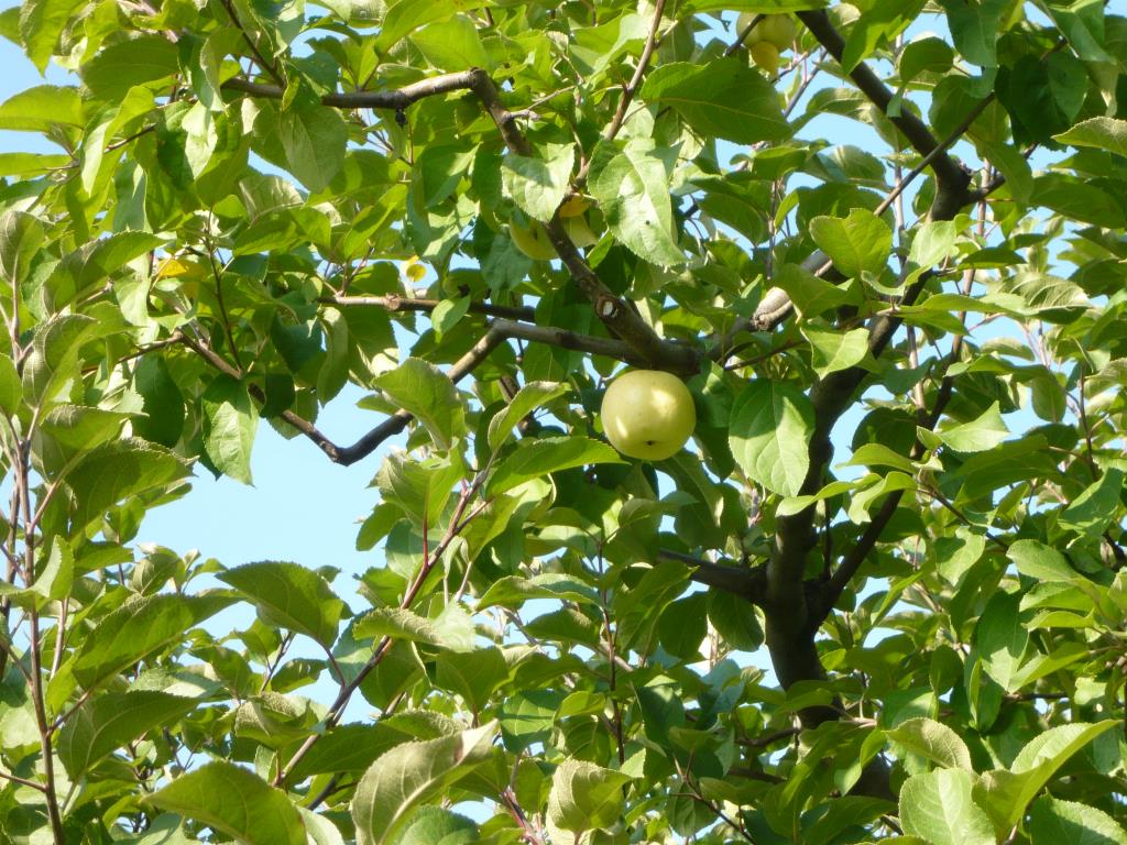 Бабушкино. Экскурсия по сортовым яблоням в Ботсаду МГУ (18 сентября 2014г)