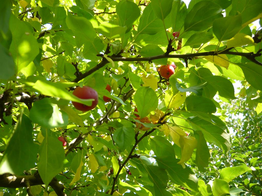 Китайка Керр. Экскурсия по сортовым яблоням в Ботсаду МГУ (18 сентября 2014г)