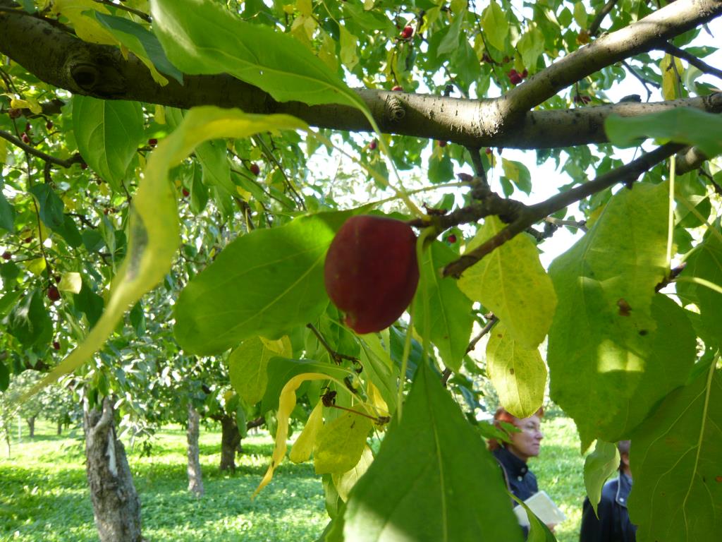 Китайка Долго. Экскурсия по сортовым яблоням в Ботсаду МГУ (18 сентября 2014г)