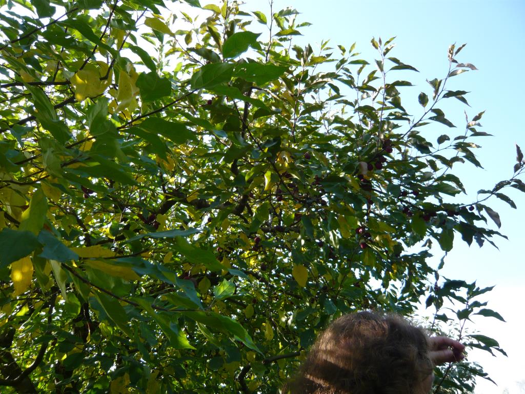 Китайка Долго. Экскурсия по сортовым яблоням в Ботсаду МГУ (18 сентября 2014г)