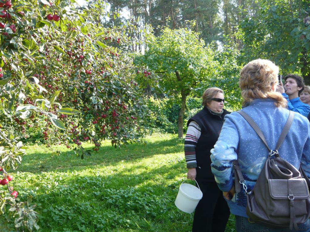 Яблоня Недзведского. Экскурсия по сортовым яблоням в Ботсаду МГУ (18 сентября 2014г)