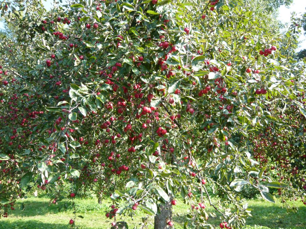 Яблоня Недзведского (красномясая). Экскурсия по сортовым яблоням в Ботсаду МГУ (18 сентября 2014г)