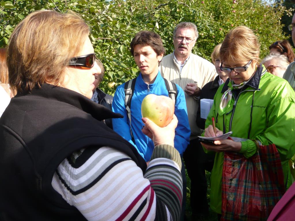 Синап орловский. Экскурсия по сортовым яблоням в Ботсаду МГУ (18 сентября 2014г)