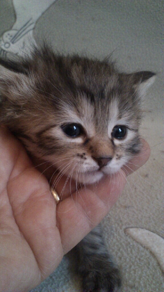 Валькирия. Просто так