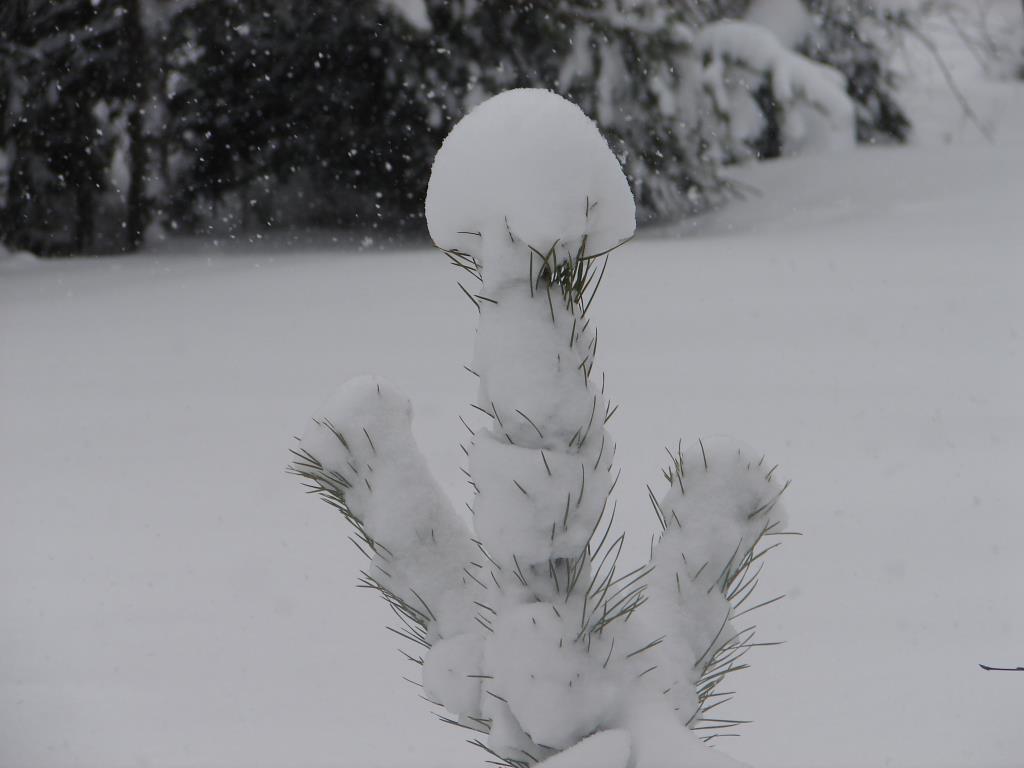 внезапная зима