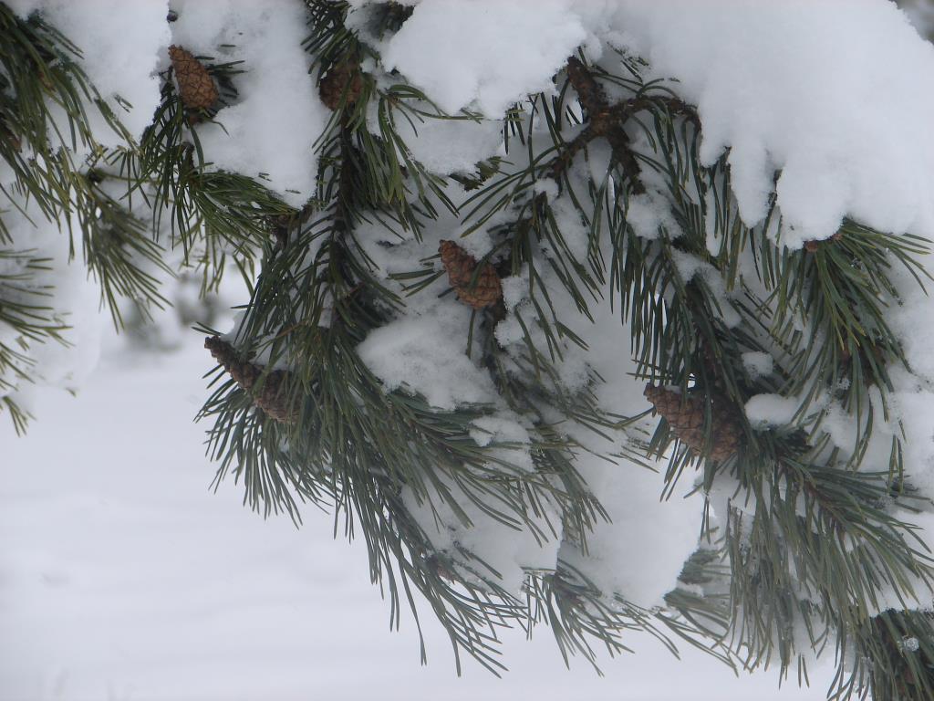 внезапная зима