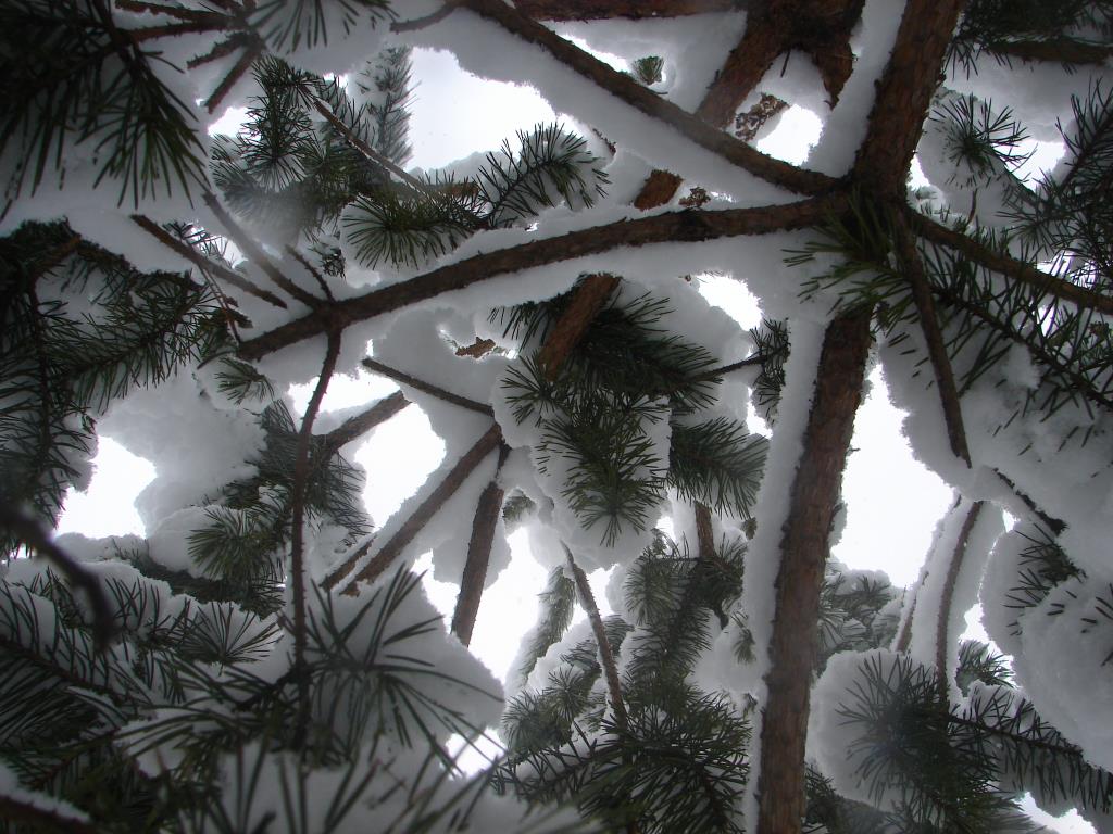 внезапная зима