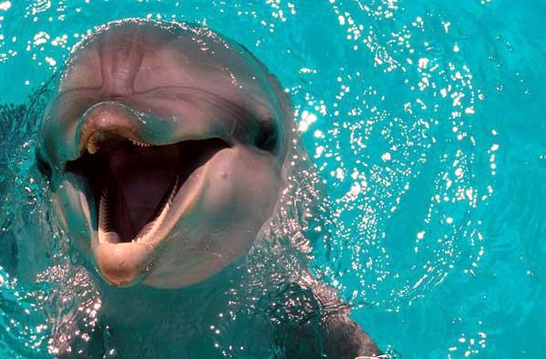 Дельфины. Отель Море Sochi