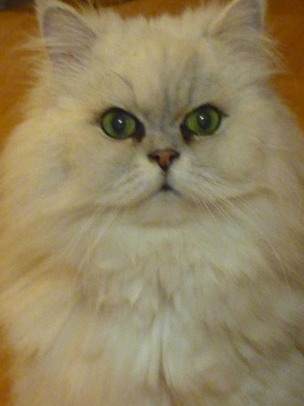 2011 год. Кот Федя (Фредди)