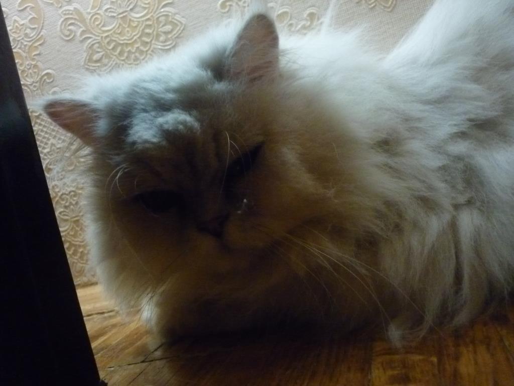 2013 год. Кот Федя (Фредди)