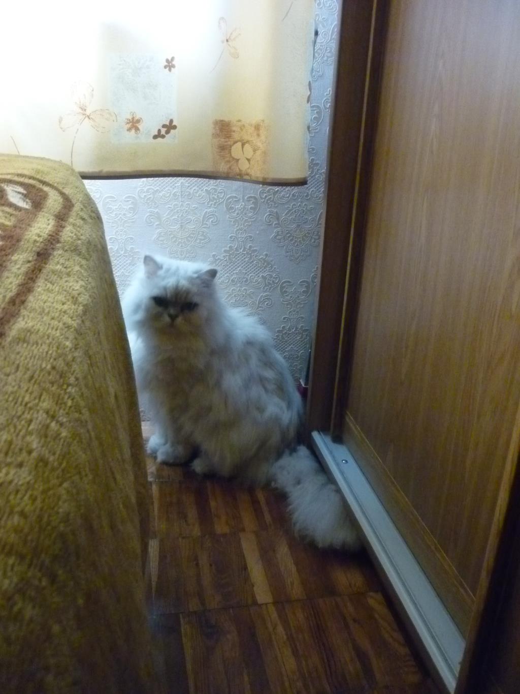 2013 год. Кот Федя (Фредди)