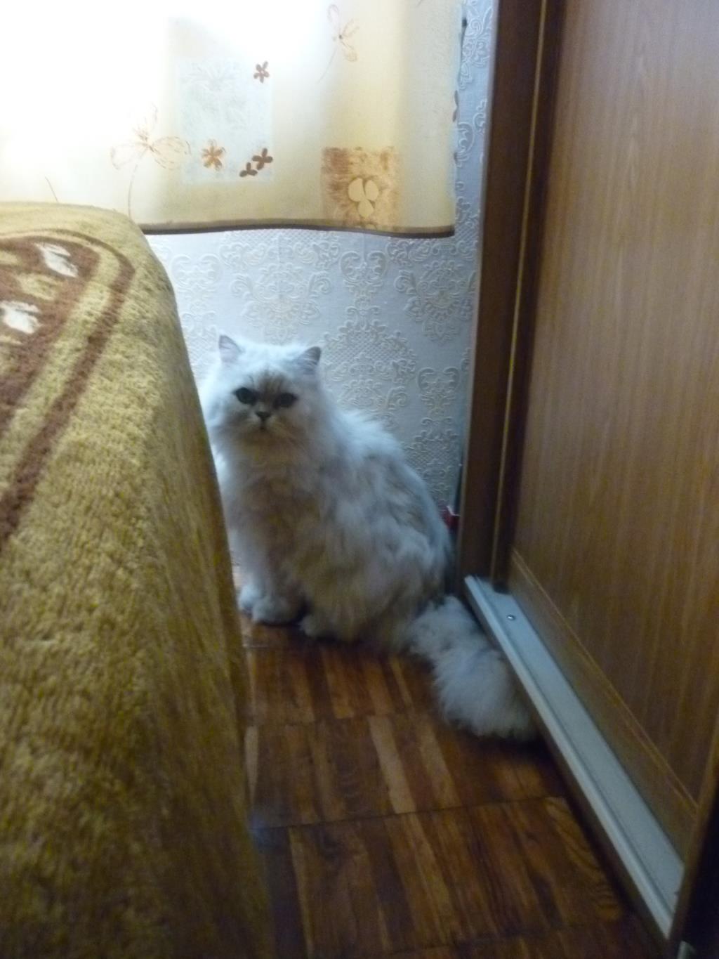 2013 год. Кот Федя (Фредди)