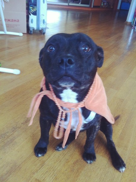 Зверьё моё)))