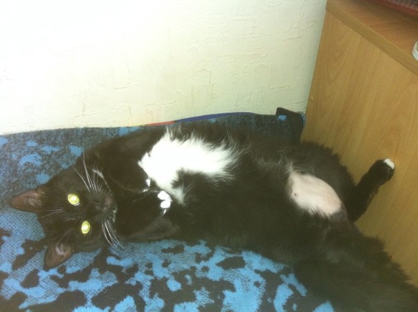 Старушка Сонька))). Зверьё моё)))