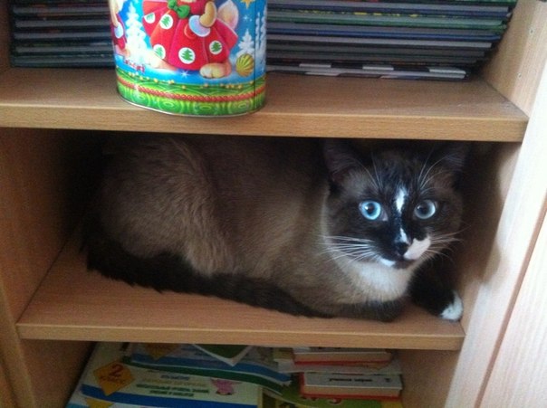 Швепс спрятался))). Зверьё моё)))