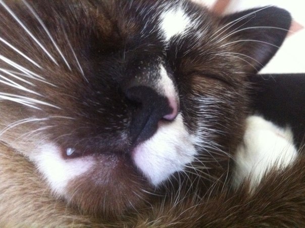 Розовый нос). Зверьё моё)))