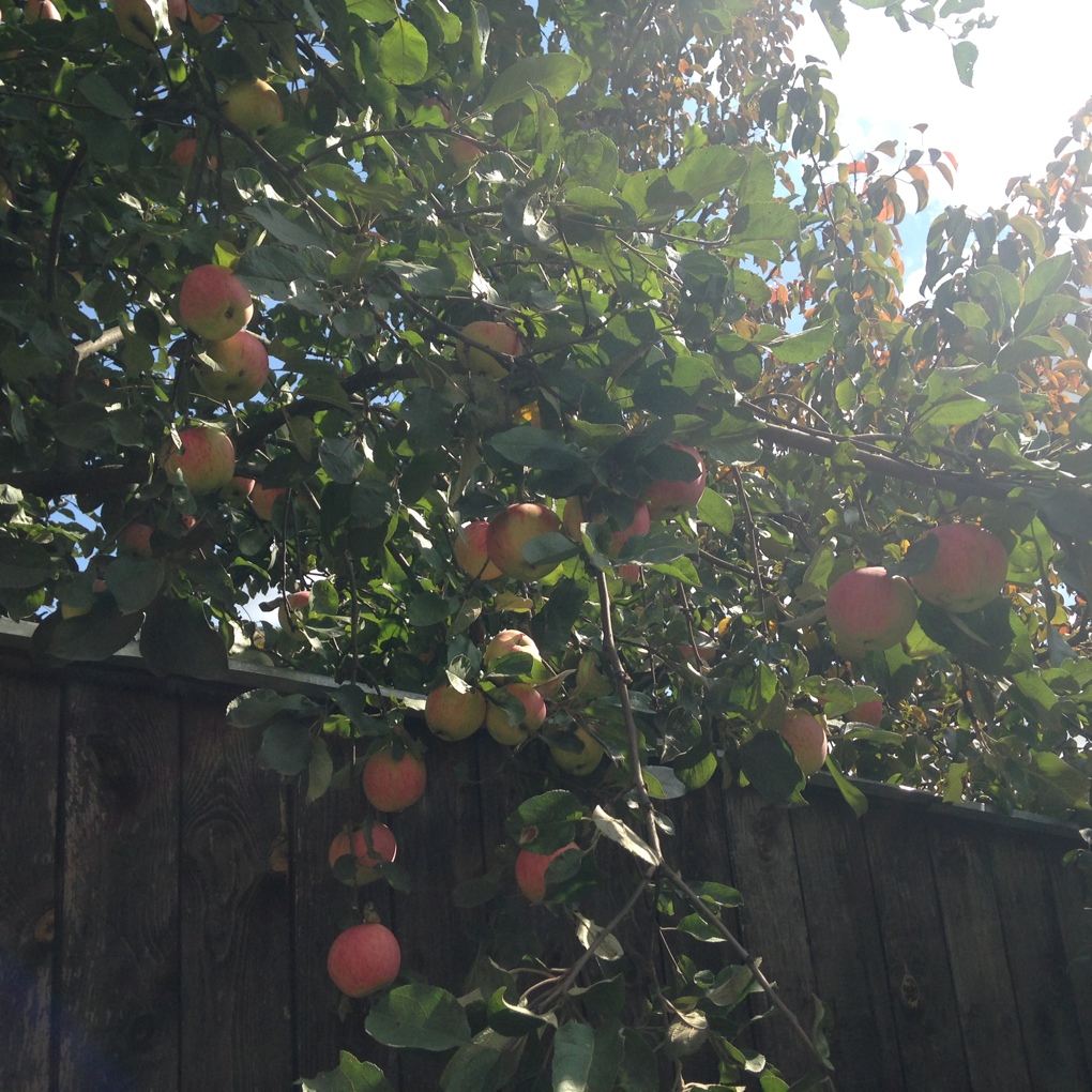 Яблоки с дачи