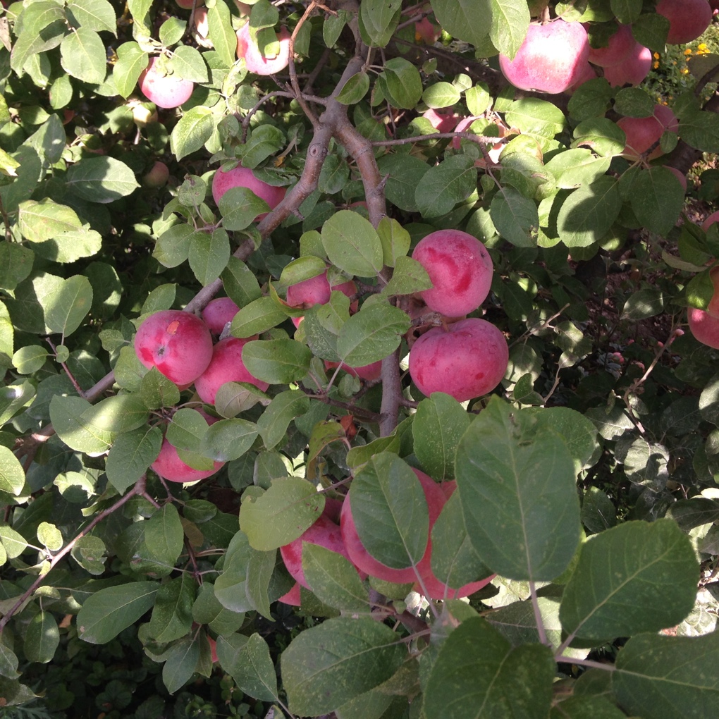 Яблоки с дачи