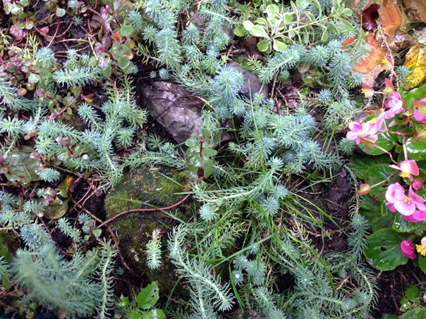 Растения для альпинария в ассортименте от 30рублей. 