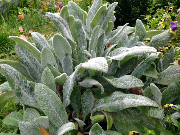 Заячьи ушки (медвежья ушки, овечьи ушки и тд)))). 