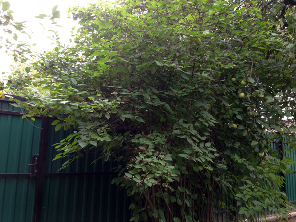 Чубушник обыкновенный. 