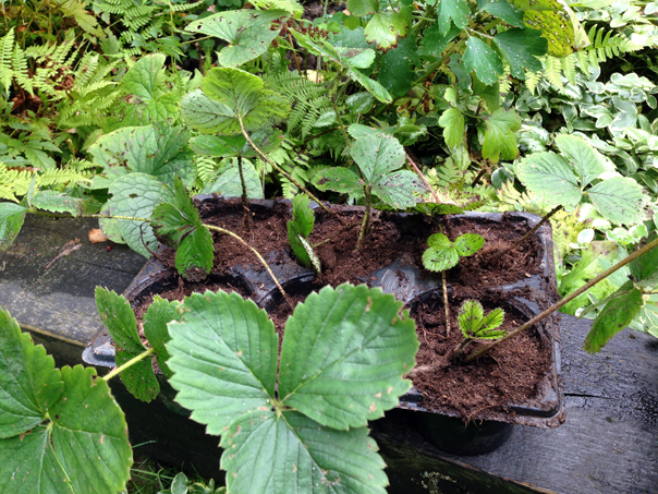 Рассада клубники. 